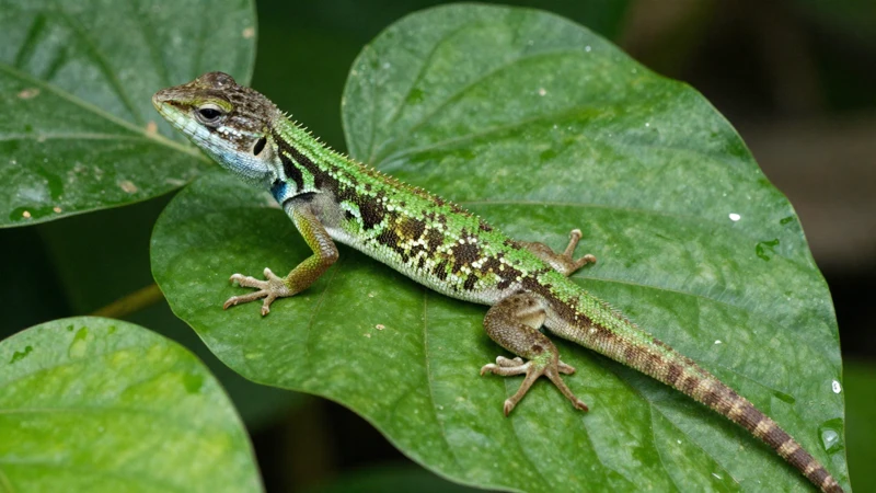 Macro de una anolis en la selva