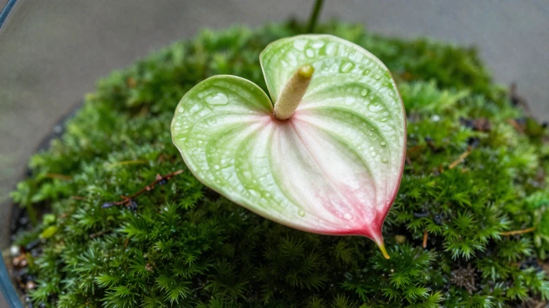 Macro de anthurium con musgo y luz