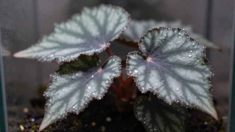 Begonia en terrario macro con luz suave