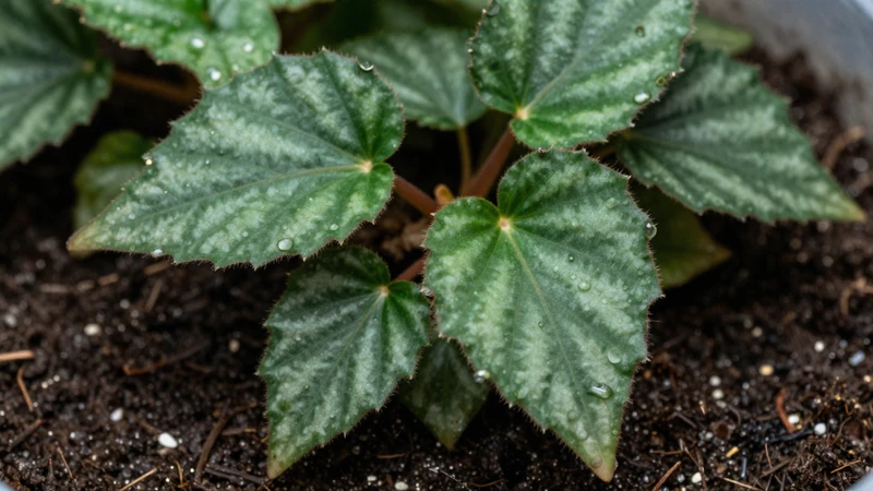 Begonia verde en terrario detallado