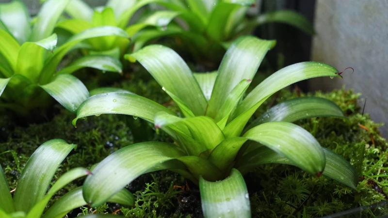Terrario verde y vibrante naturaleza