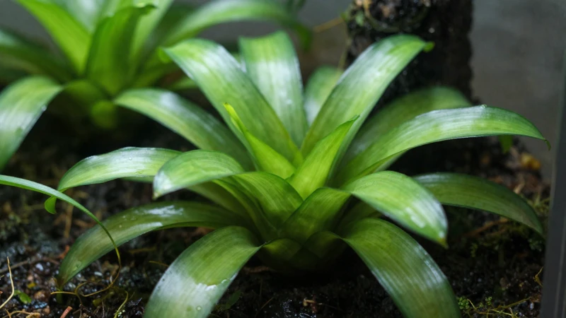 Terrario vibrante con follaje verde detallado