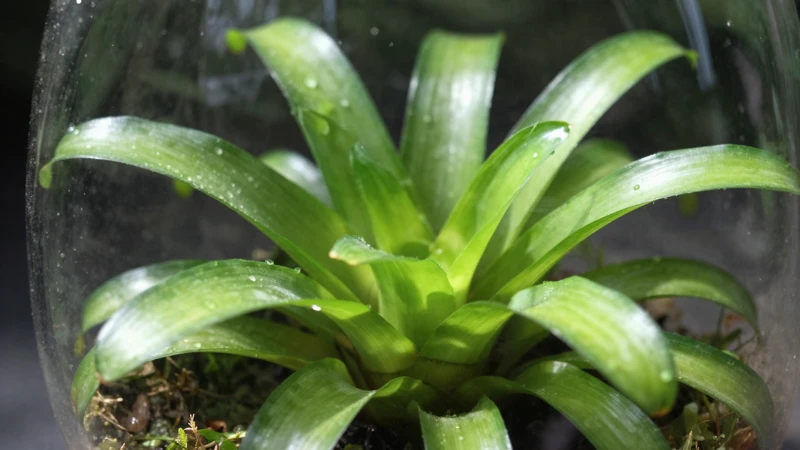 Fotografía macro de bromeliada verde brillante