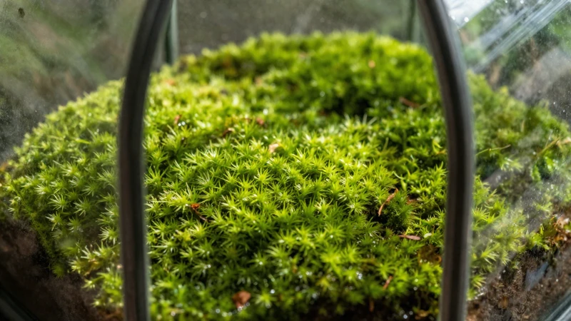 Terrario verde con luz natural y detalle