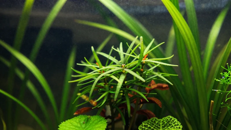Acuario vibrante y sereno