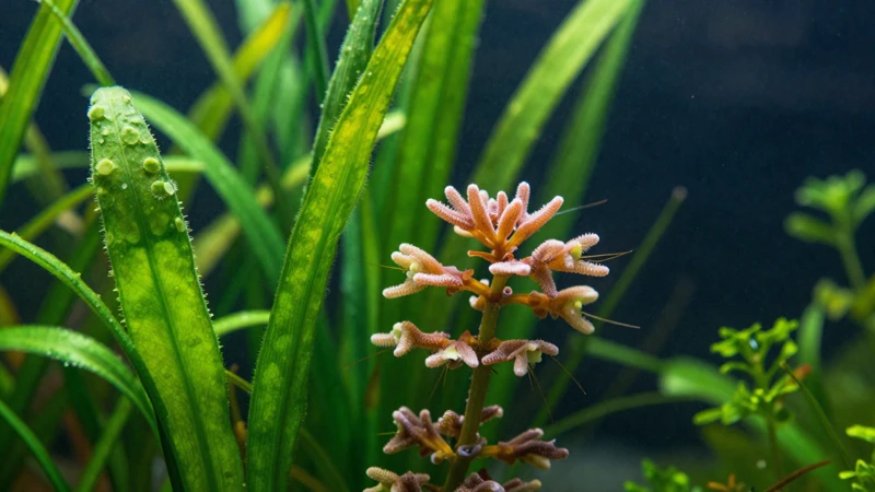 Belleza detallada de un ecosistema acuático