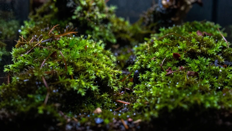 Terrario húmedo con luz ambiental