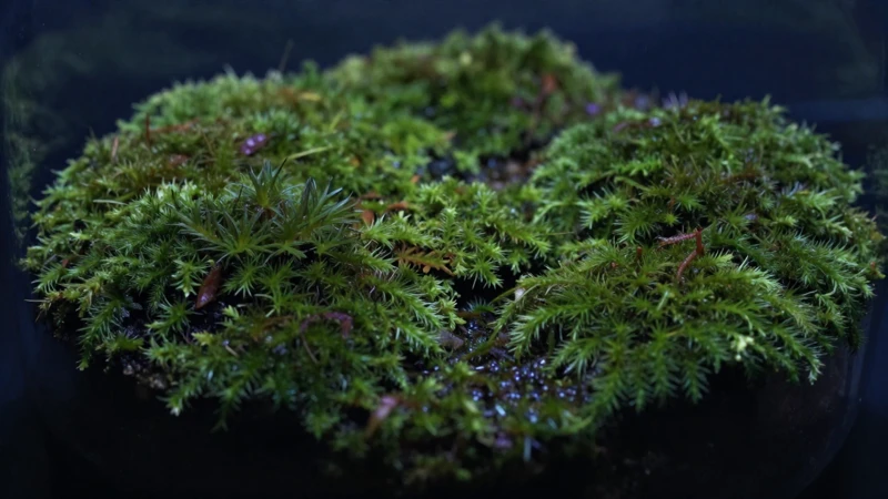 Terrario de musgo con luz azul nocturna