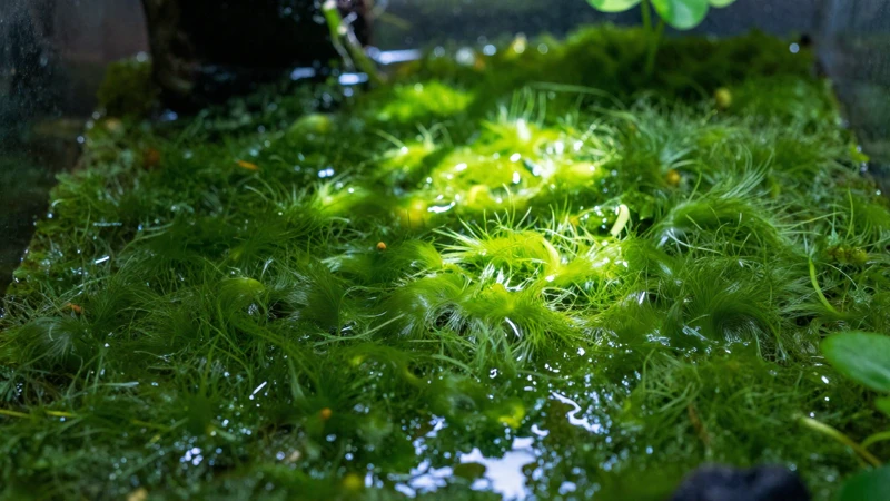 Terrario verde con algas y luz