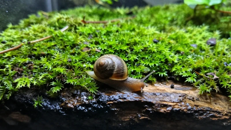 Macro de un terrario verde y húmedo