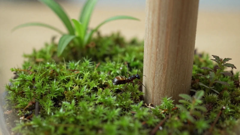 Comedero de hormigas en terrario de musgo