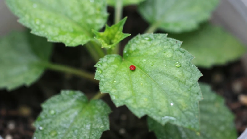 Fotografía macro de un terrario botánico