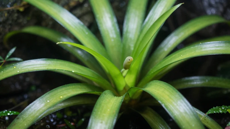 Detalle macro de un terrario tropical