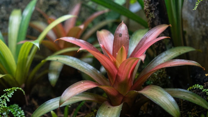Terrario tropical con bromeliadas vibrantes