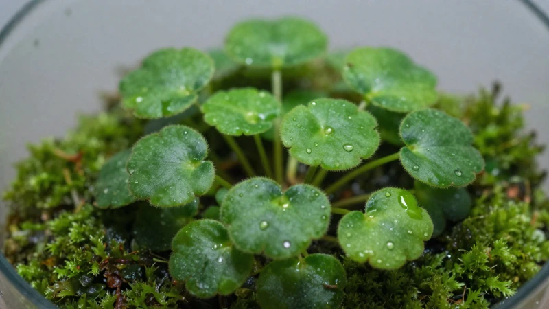 Detalle verde de un terrario húmedo