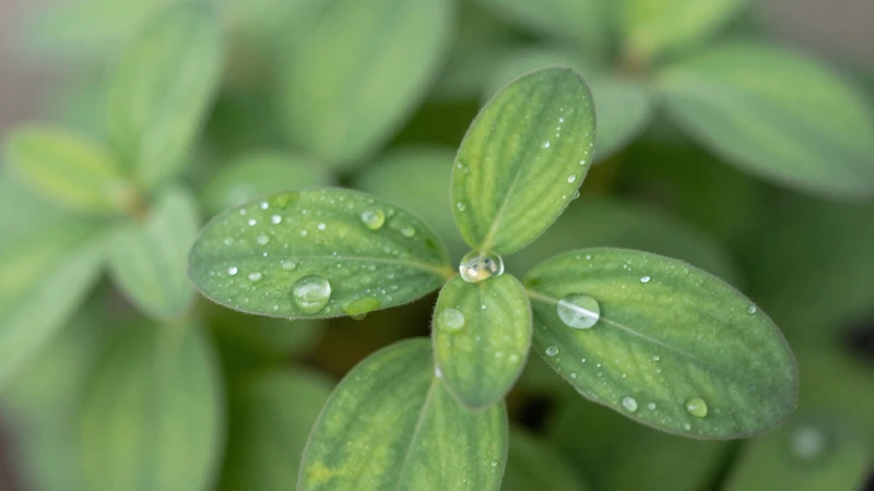 Macro de planta con gotas de agua
