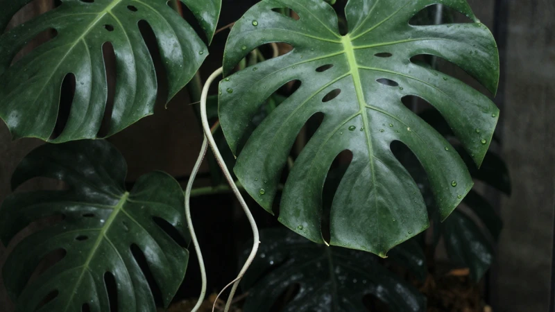 Monstera con raíces en terrario botánico