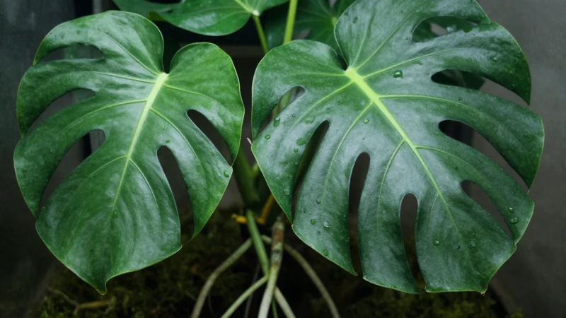 Monstera con raíces aéreas en macro