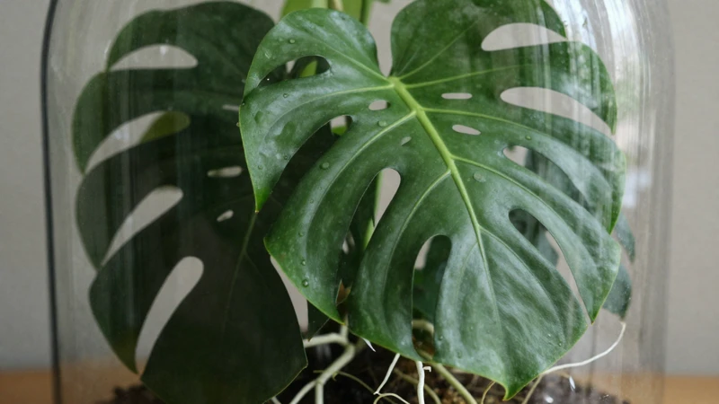 Monstera exuberante en un terrario verde