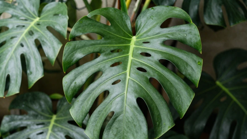 Monstera adansonii en terrario