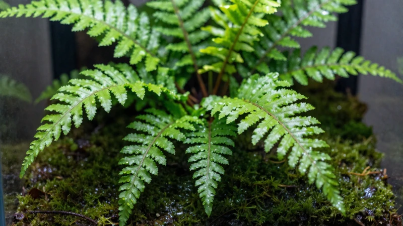 Helechos verdes y húmedos en terrario
