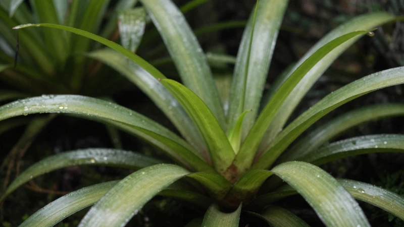 Fotografía detallada de bromelias tropicales