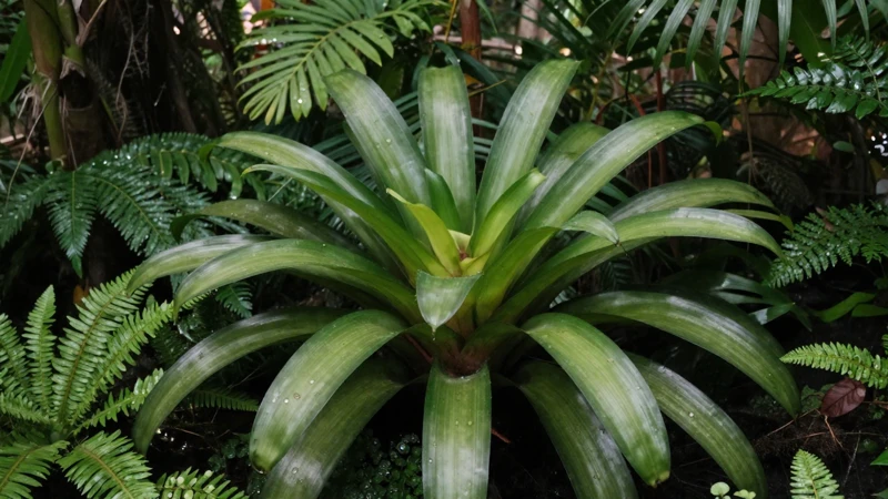 Fotografía botánica de selva tropical