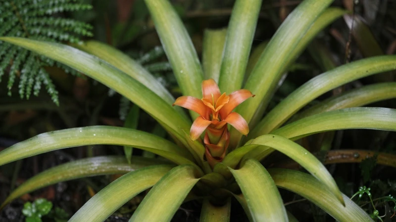 Macro fotografía vibrante de bromelia tropical