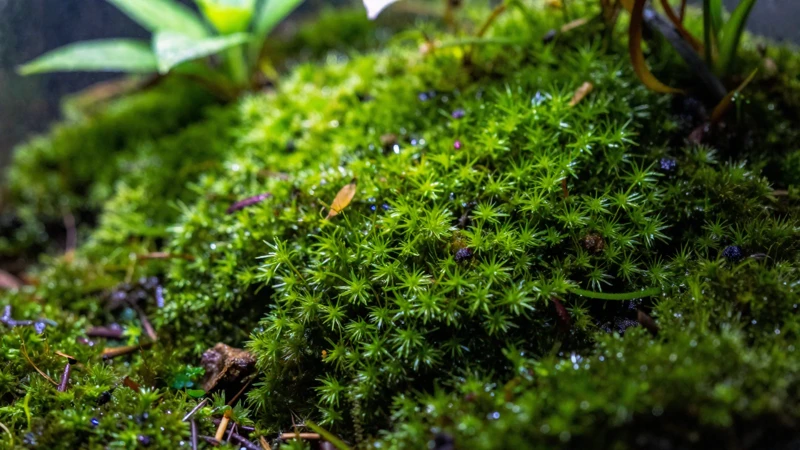 Terrario natural y orgánico