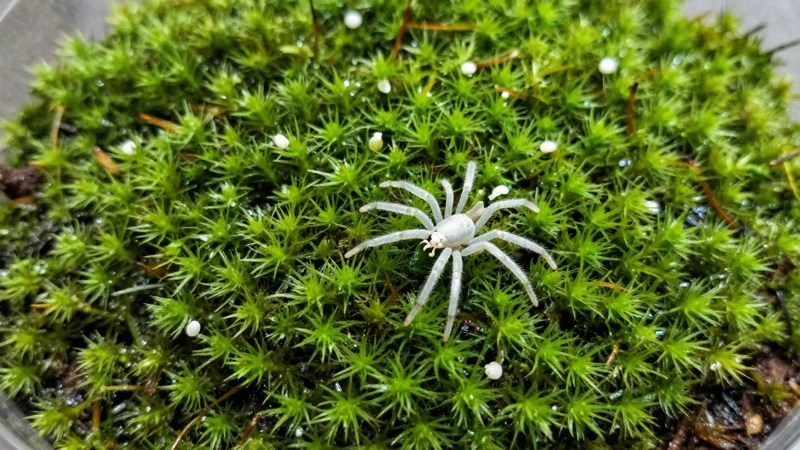 Terrario verde con musgo y luz