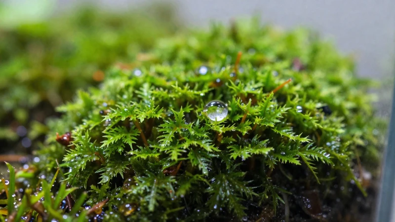 Musgo húmedo con gotas de agua