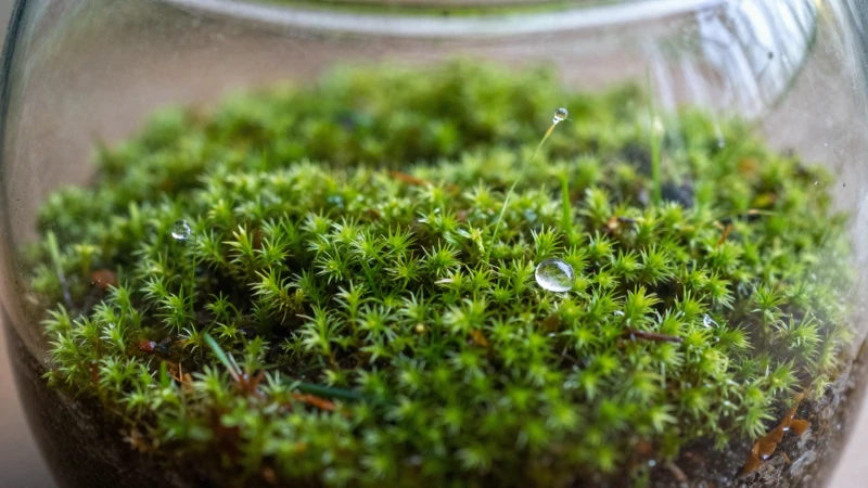 Musgo verde con gotas de agua macro
