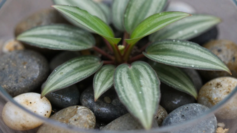 Detalle macro de planta en terrario