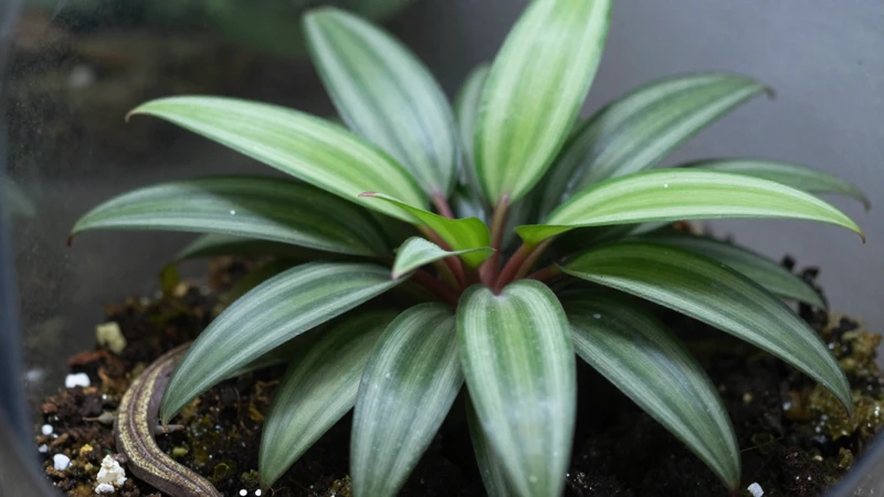 Fotografía detallada de un terrario botánico